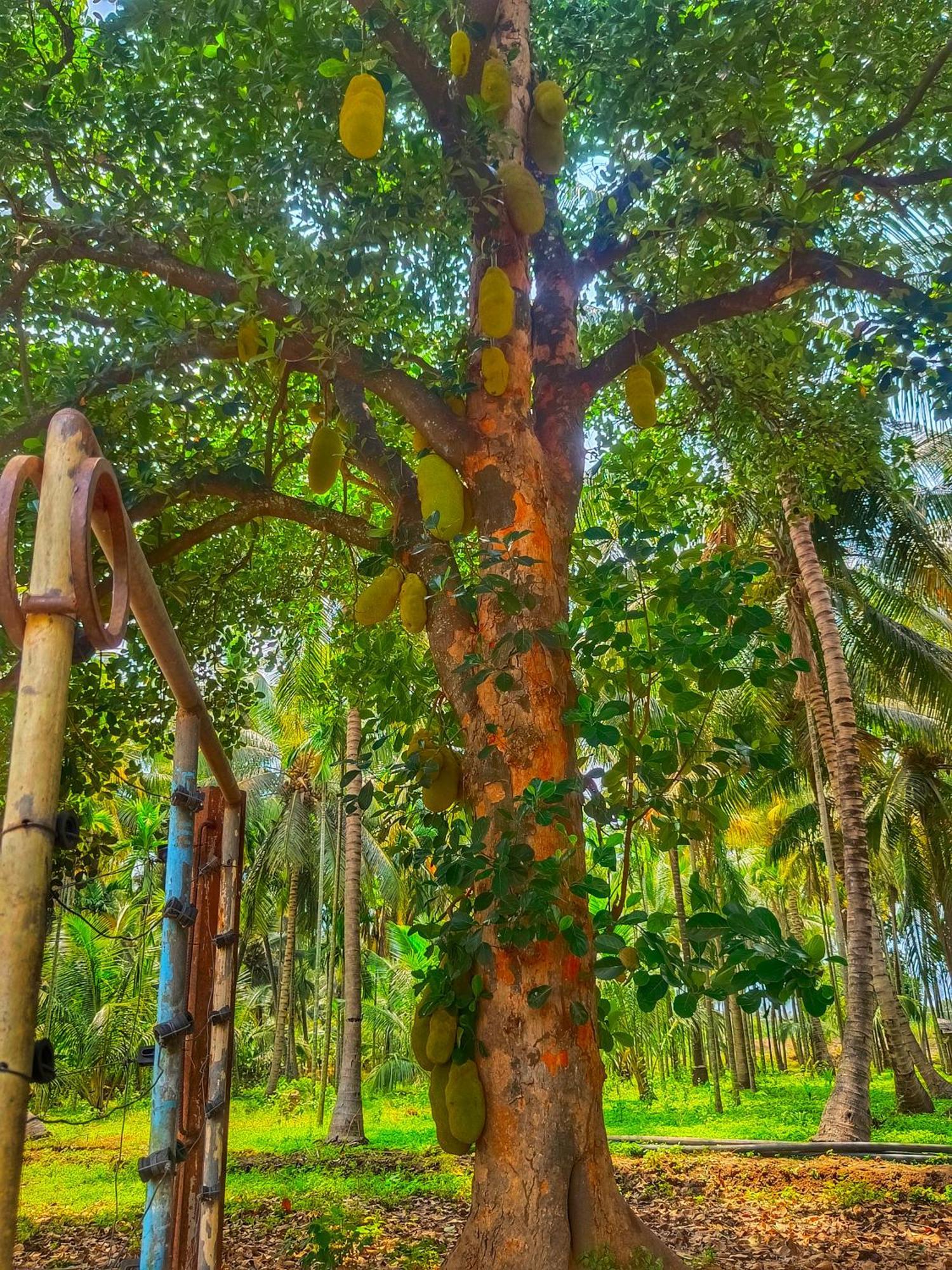 Shivalaya Farmstay Located Amdist Coconut Farm With River Access Near Isha,Adiyogi,Siruvani Alāndurai エクステリア 写真